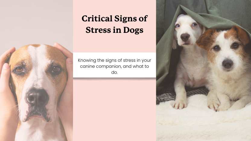 two scared dogs and text that reads "critical signs of stress in dogs"