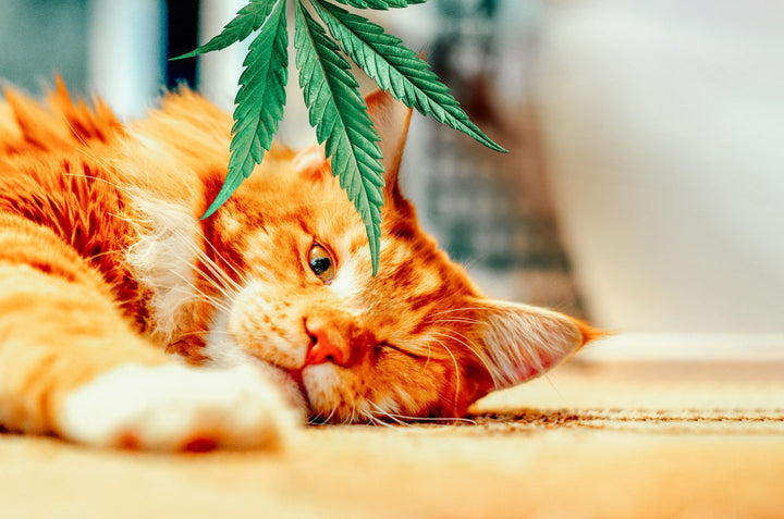 Orange cat laying down with hemp leaf