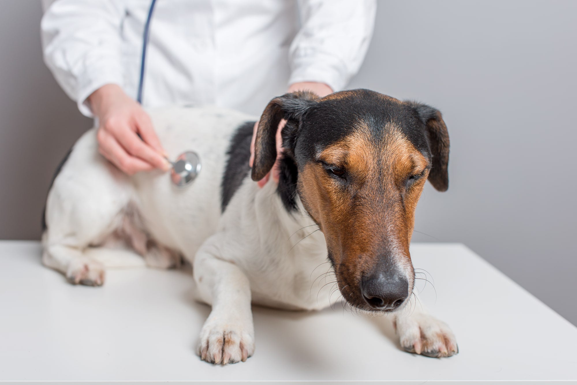 small brown black and white dog getting a check up at the vet