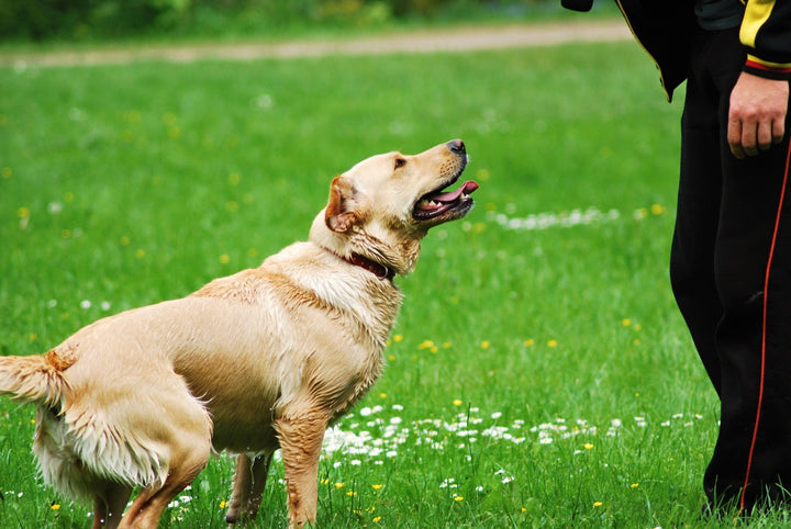 yellow lab in a grass field training with owner