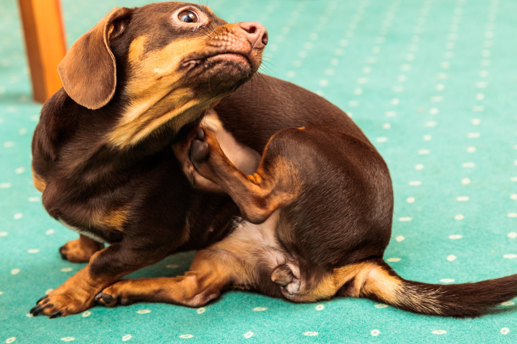 small brown dog on a green carpet itching their neck