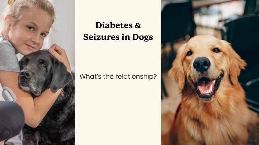 Two images of dogs, and text saying diabetes & seizures in dogs.