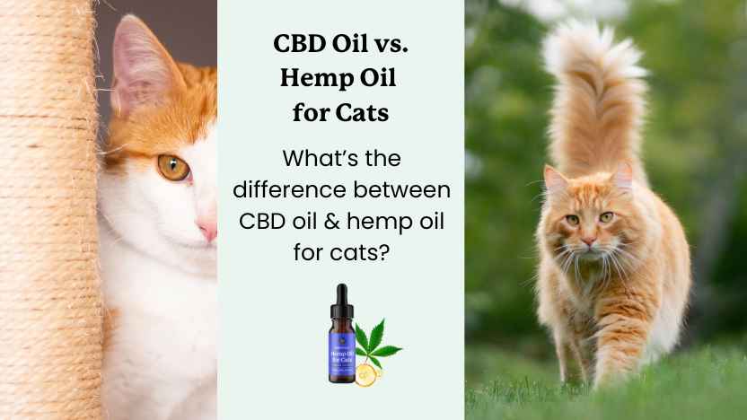 This image contains two orange cats, a bottle of CBD oil, and text that names the article "CBD oil vs hemp oil for cats"