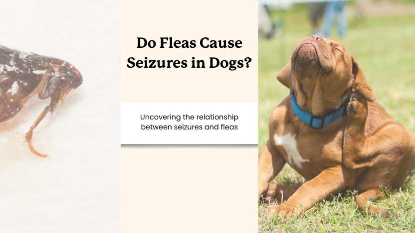 an image of a flea and an image of a dog scratching with text that reads "do fleas cause seizures in dogs?"