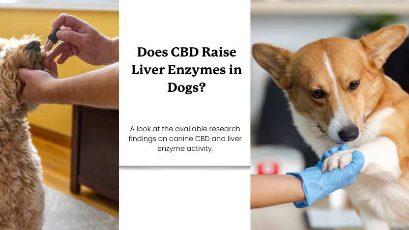 two dogs and text that reads "does CBD raise liver enzymes in dogs?"