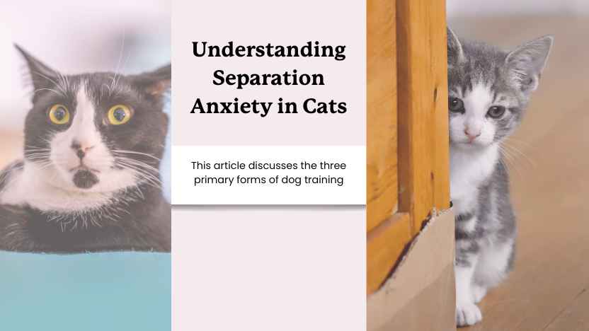 two cats with separation anxiety and text that says "understanding separation anxiety in cats."