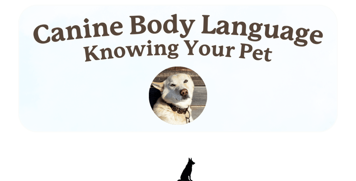 Understanding Your Dog's Body Language