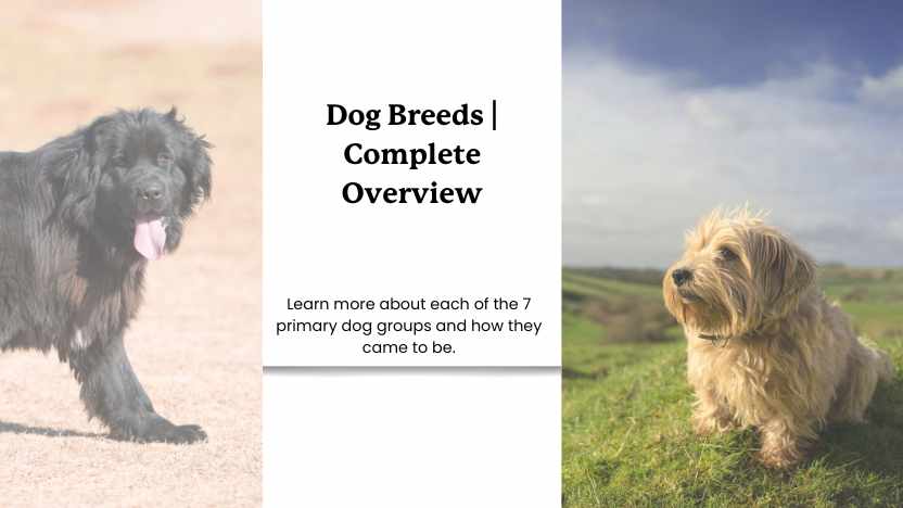 a newfoundland and a norfolk terrier with text that reads "dog breeds | complete overview"