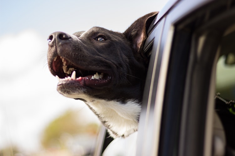 Black and white dog with mouth open and head sticking out car window