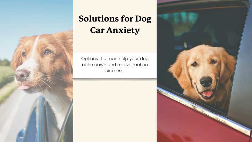 two dogs in cars and text that reads "solutions for dog car anxiety"