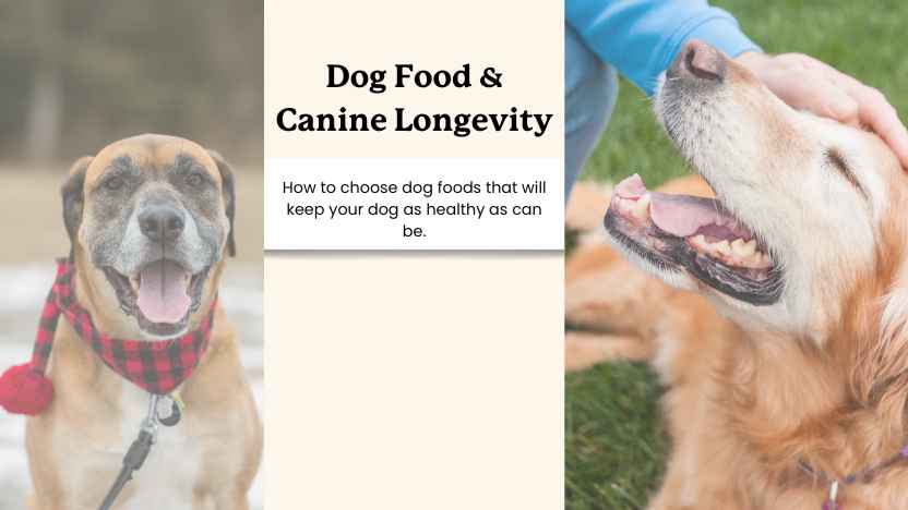 images of two senior dogs and text that reads "dog food & canine longevity"