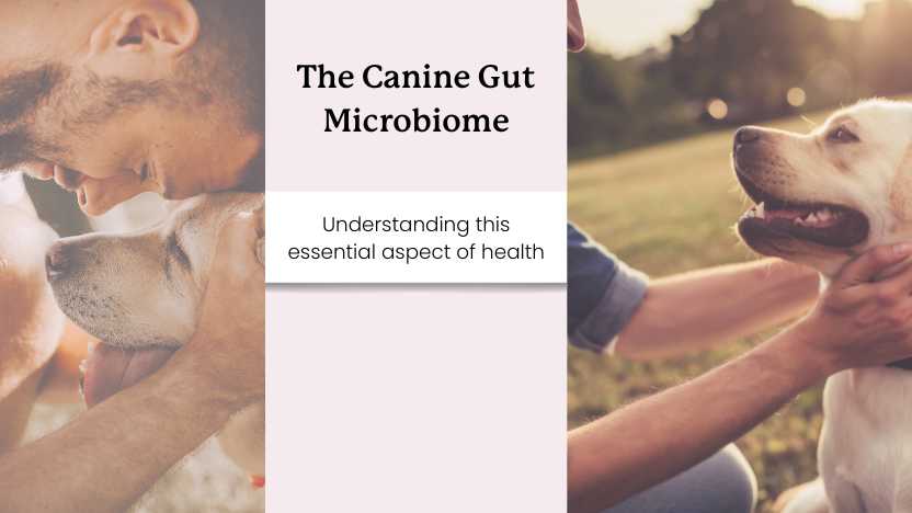 Two dogs with their owners and text that says "the canine gut microbiome"