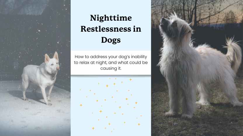 two dogs awake at night with text that says "nighttime restlessness in dogs"