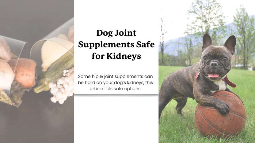 this image shows a joint supplement, a dog outside on a basketball, and text that says "dog joint supplements safe for kidneys".