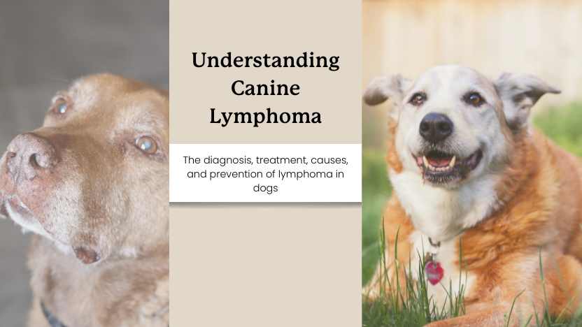 two senior dogs and text that reads "understanding canine lymphoma"