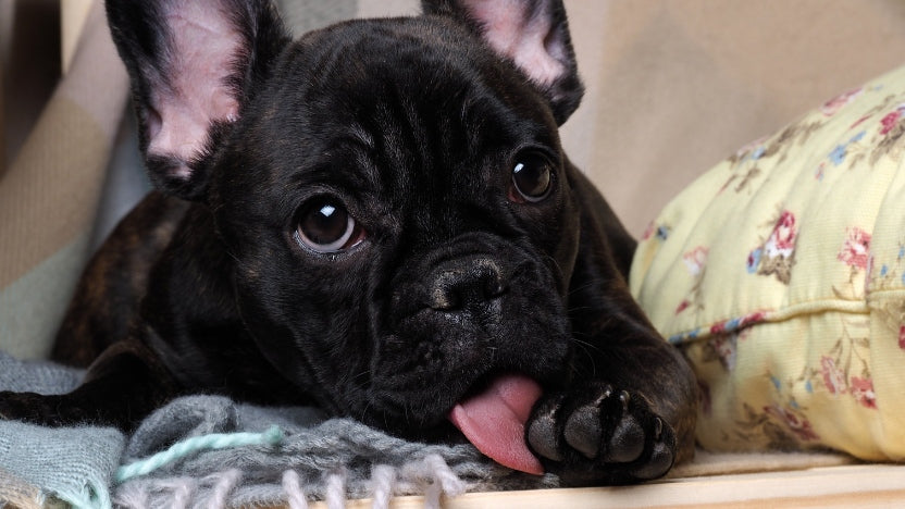 A dog grooming its paw excessively
