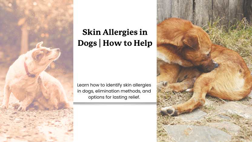 This image shows two dogs with skin allergies and text that reads "skin allergies in dogs | how to help".