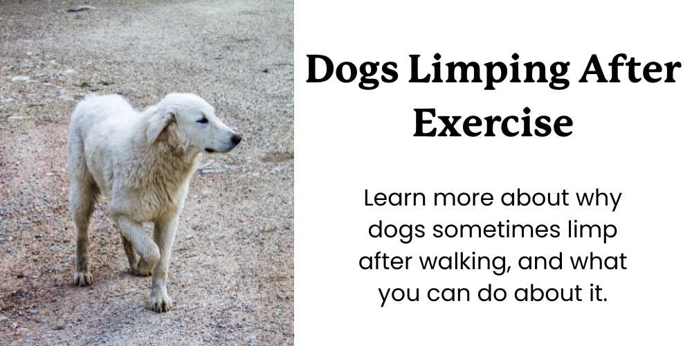 this image shows a limping dog