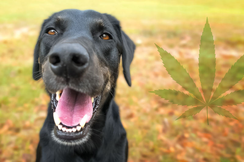 black dog sitting on lawn with hemp leaf faded into the picture.