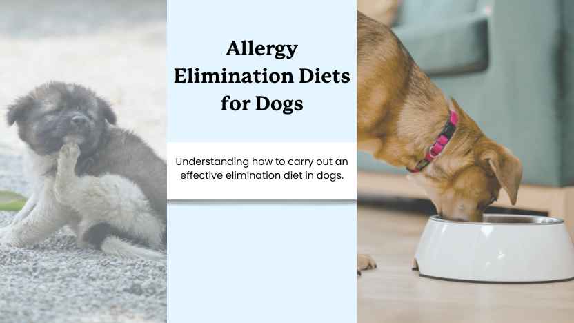 two dogs with allergies and text that reads "allergy elimination diets for dogs"