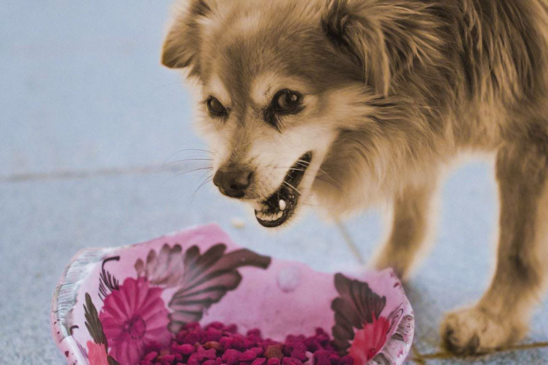 small brown dog eating 