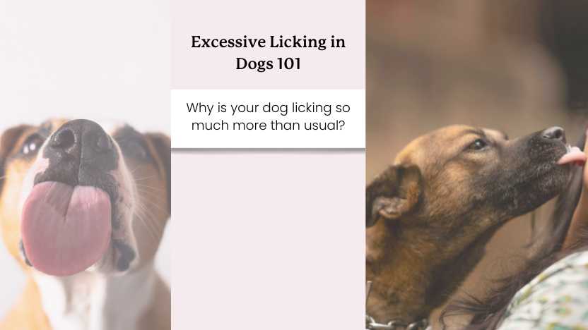 This image shows two dogs licking and text that says "excessive licking in dogs 101"