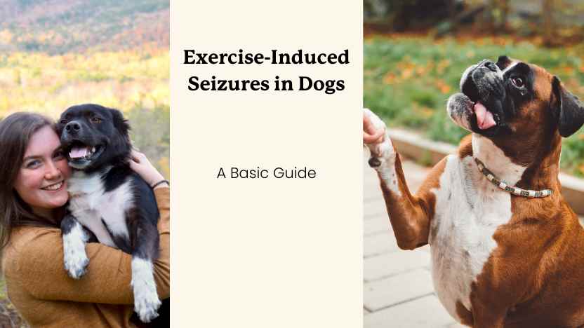 This image shows two images of dogs outside, presumably getting some exercise. Also, text that says "Exercise Induced Seizures in Dogs"