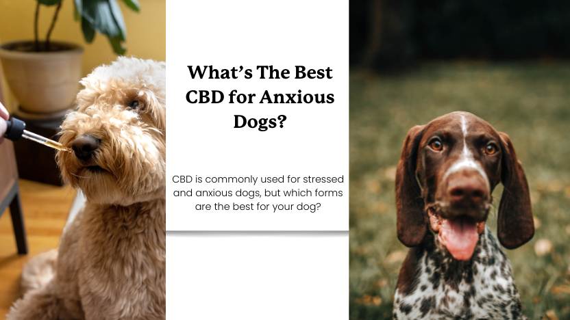a dog taking CBD and another dog looking with text that reads "what's the best CBD for anxious dogs?"