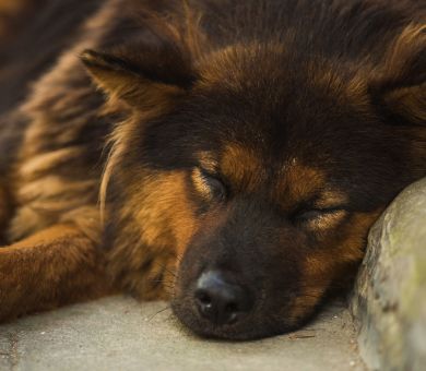 senior dog sleeping
