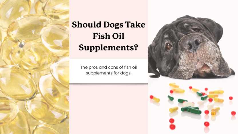 image of fish oil, a dog next to supplements, and text that reads "should dogs take fish oil supplements"