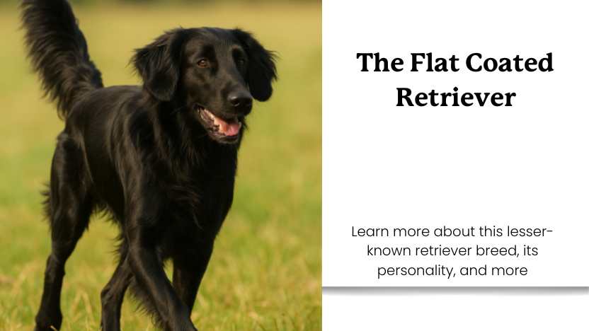 This image shows a flat coated retriever and text that reads "the flat coated retriever".