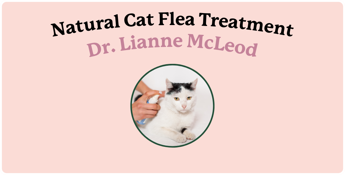 Natural Flea Treatments for Cats