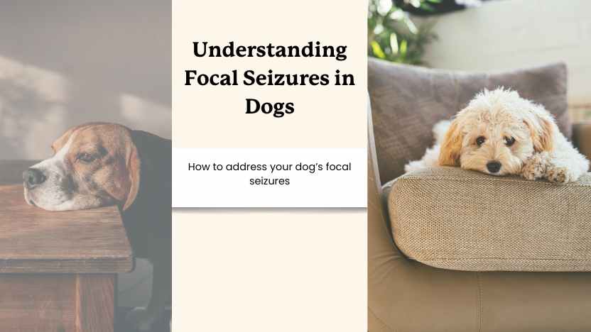 two pictures of dogs looking sad, and text that says "understanding focal seizures in dogs"