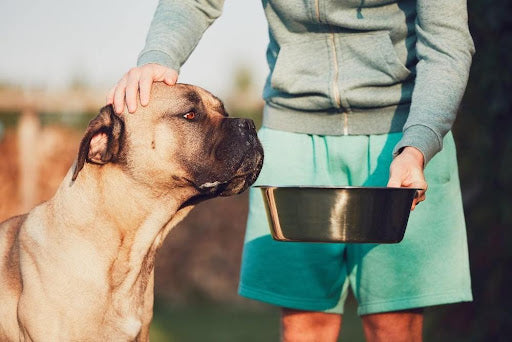 What’s The Best Dog Food for Longevity?