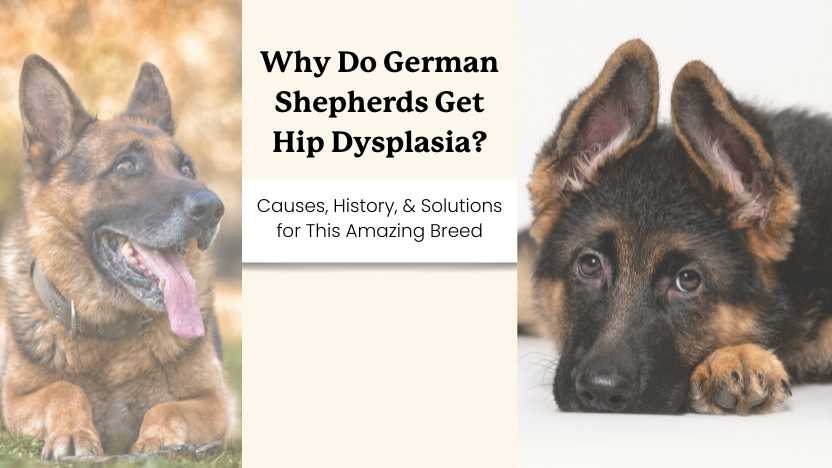 Two german shepherds with text that says "Why Do German Shepherds Get Hip Dysplasia?"