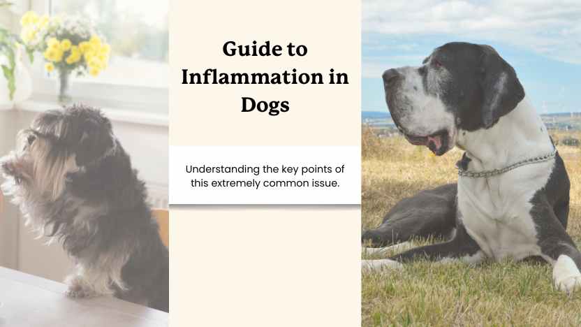 two senior dogs and text that says "guide to inflammation in dogs"