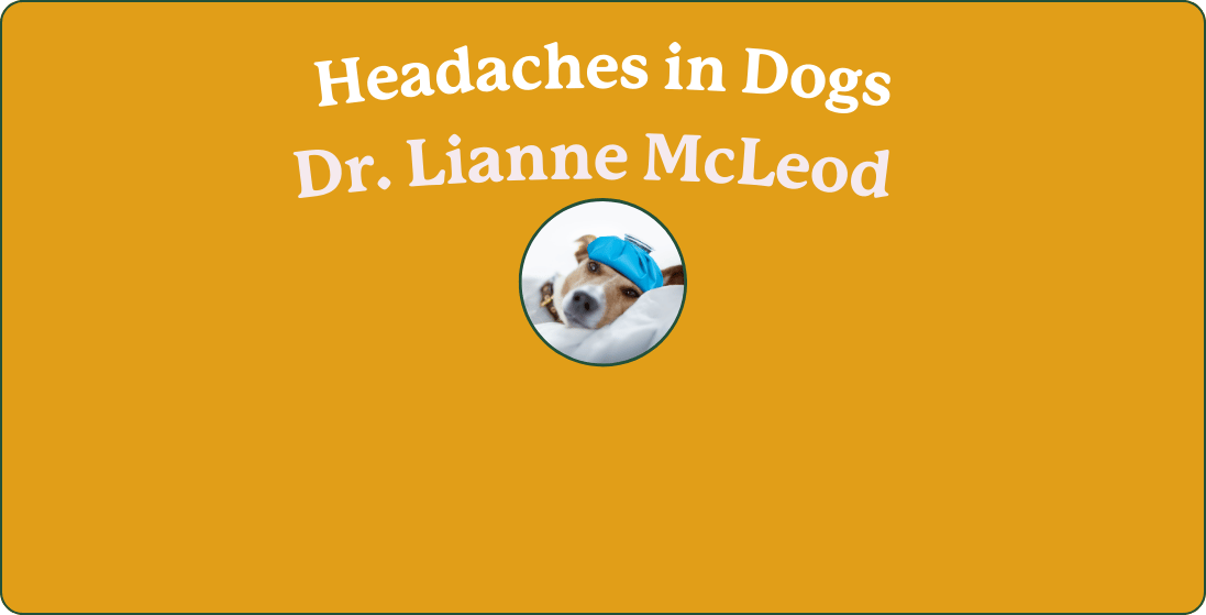 Headaches in Dogs