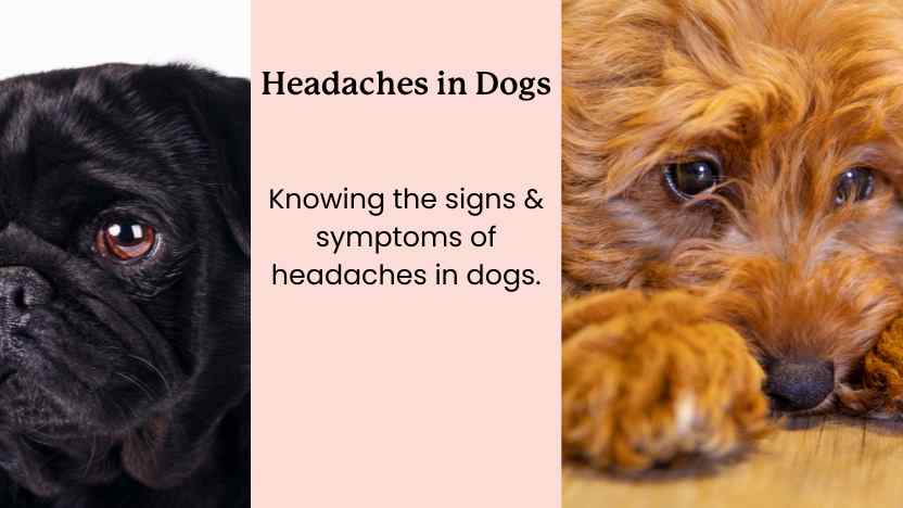 image of two dogs with headaches