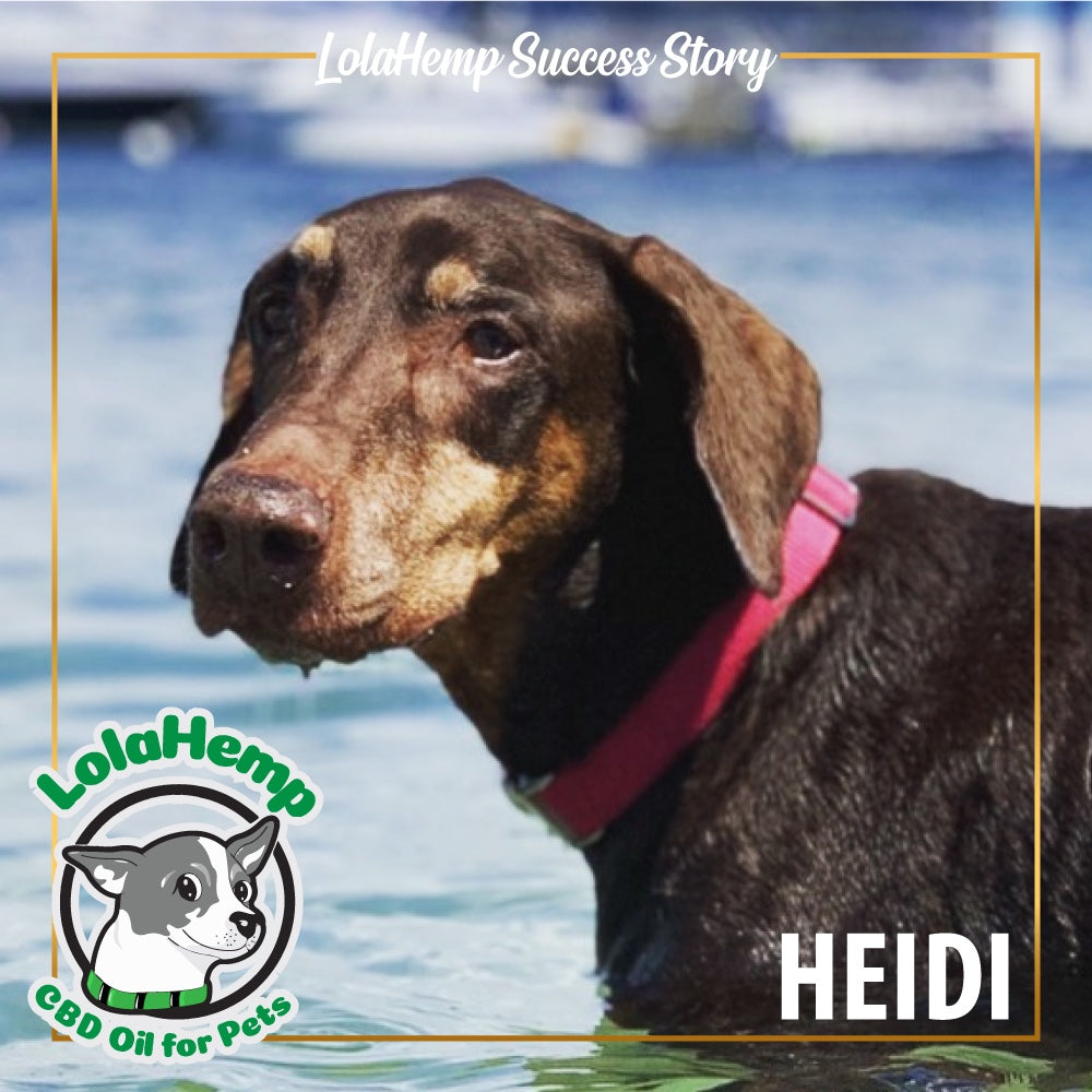 Heidi the brown doberman wearing a pink collar standing in water