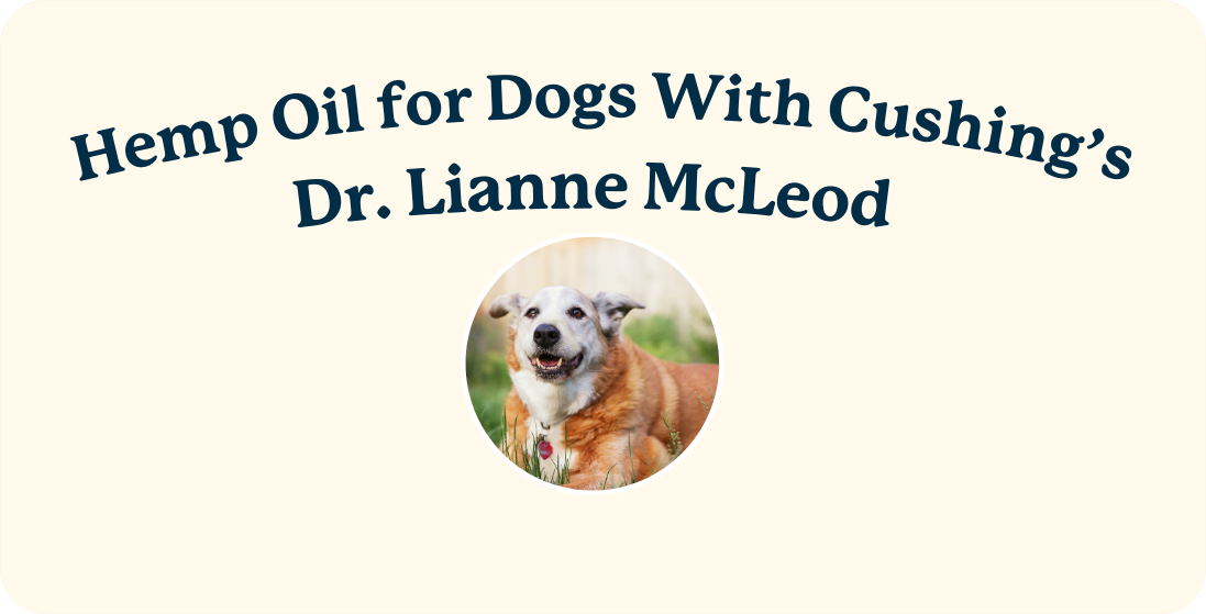 Hemp Oil for Dogs With Cushing's | Lolahemp