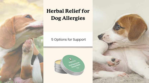 two dogs itching and licking from allergies with text that says "herbal relief for dog allergies"