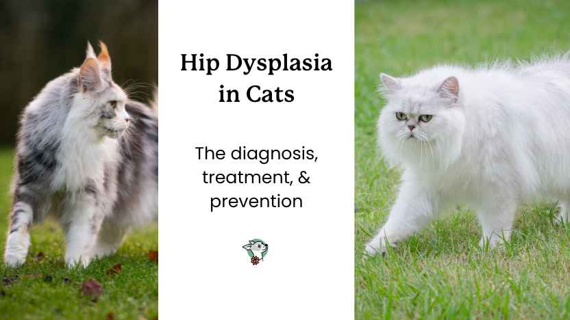 Image of two cats commonly affected by hip dysplasia