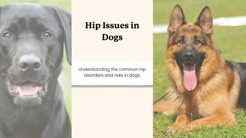 Two images of dogs vulnerable to hip issues and text that reads "hip issues in dogs"