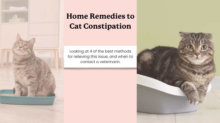 Two cats in litter boxes with text that says "home remedies to cat constipation"