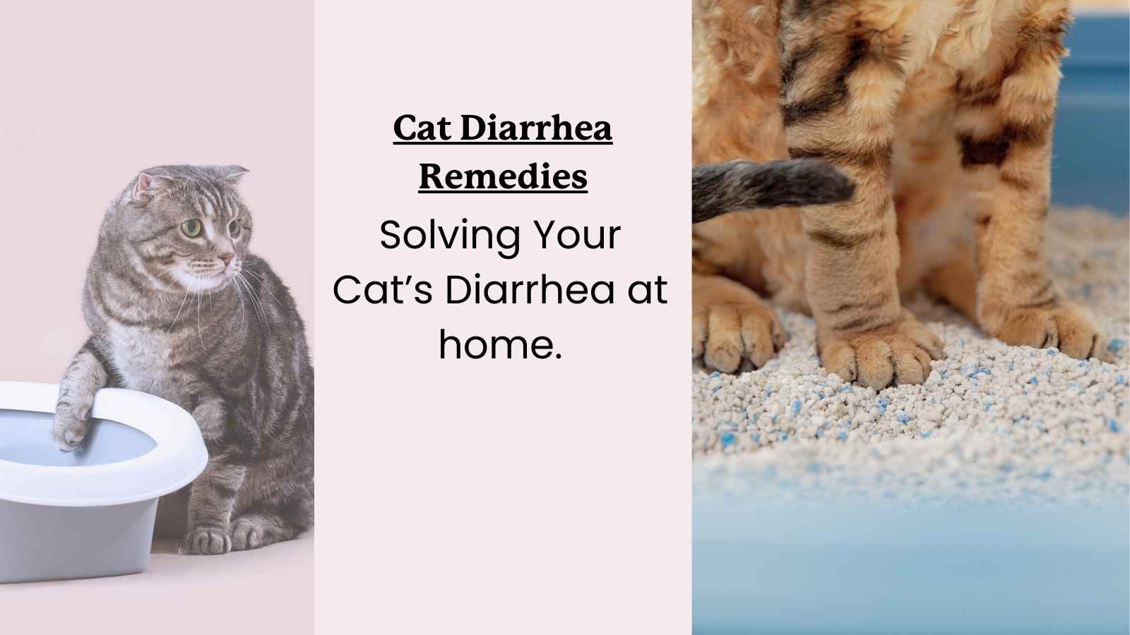 Guide to resolving Cat Diarrhea at Home