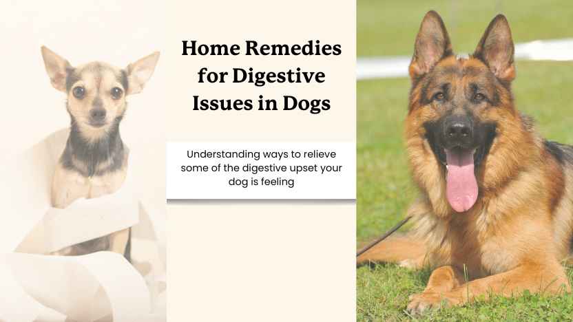 two dogs, and text that reads "home remedies for digestive issues in dogs."