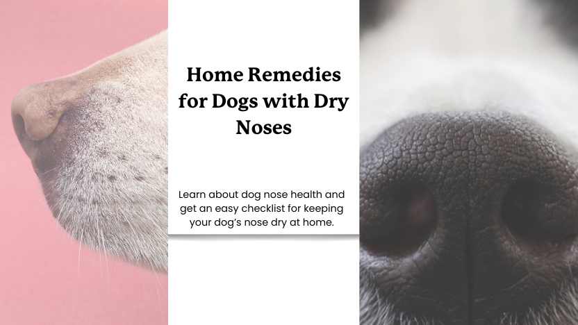 two images of dogs with dry noses and text that reads "home remedies for dogs with dry noses".