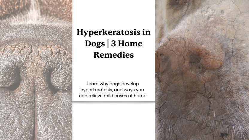 Two dogs with hyperkeratosis and text that reads "hyperkeratosis in dogs, 3 home remedies".