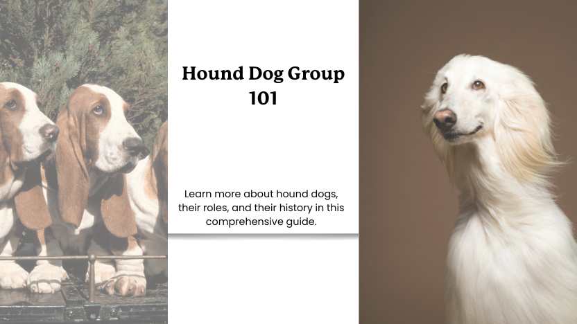 two pictures of hounds, with text that reads "hound dog group 101".