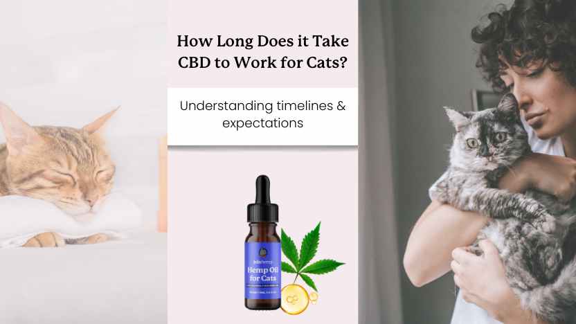 this image shows two cats, a bottle of cbd oil, and text "how long does it take CBD to work for cats?"